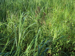 Scirpus pedicellatus