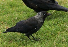 Corvus monedula