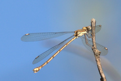 Lestes virgatus