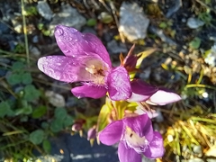 Gentianella germanica