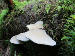 Climacocystis borealis