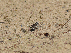 Cicindela scutellaris lecontei