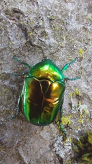 Protaetia speciosissima