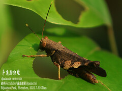 Apalacris varicornis