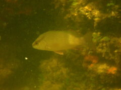 Lutjanus griseus
