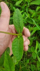 Froelichia floridana
