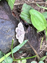 Digrammia ocellinata