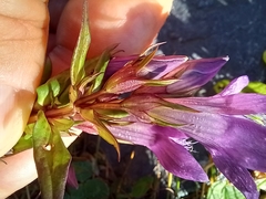 Gentianella germanica