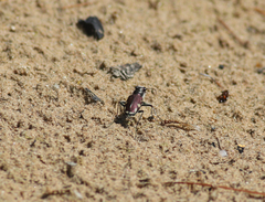 Cicindela scutellaris lecontei