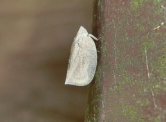 Mimophantia maritima