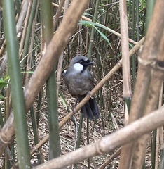 Pterorhinus chinensis