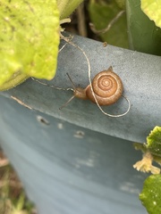 Bradybaena similaris