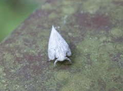 Mimophantia maritima