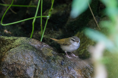 Phylloscopus tenellipes