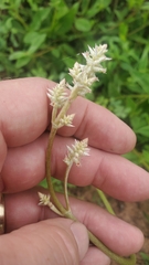 Froelichia floridana