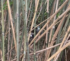 Pterorhinus chinensis