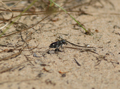 Cicindela scutellaris lecontei