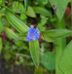 Cyanotis speciosa