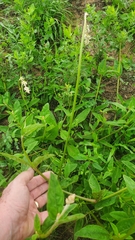 Froelichia floridana