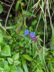 Cyanotis speciosa