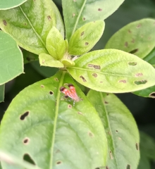 Tricyanaula aurantiaca