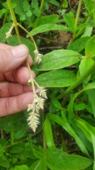 Froelichia floridana
