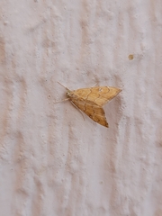 Scybalistodes periculosalis