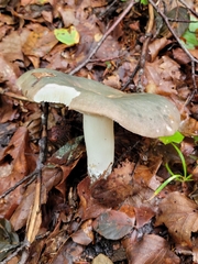 Russula virescens