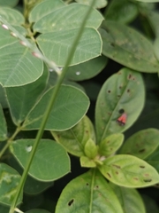 Tricyanaula aurantiaca