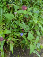 Cyanotis speciosa