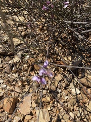 Polygala microlopha
