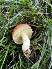 Suillus granulatus