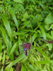 Cyanotis speciosa
