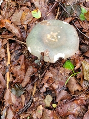 Russula virescens