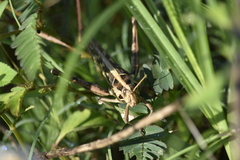 Cyrtacanthacris tatarica