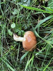 Suillus granulatus