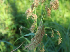 Scirpus pedicellatus
