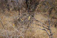 Asclepiadoideae