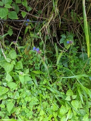 Cyanotis speciosa