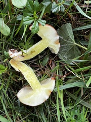 Suillus granulatus