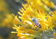 Agapostemon