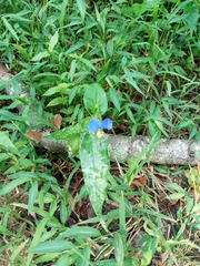 Commelina