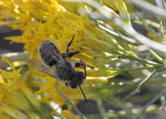 Megachile perihirta