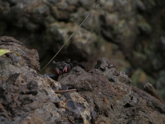 Episesarma chentongense