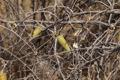 Asclepiadoideae