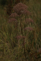 Valeriana officinalis
