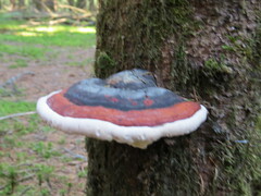 Fomitopsis pinicola