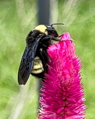 Bombus pensylvanicus