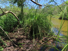 Cladium mariscus mariscus