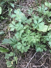 Potentilla argentea